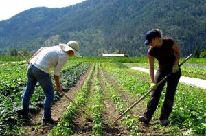 Farm Jobs for Foreigners in the United States