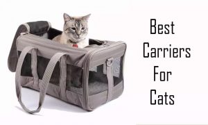 Best Carrier for Cats - 5 Best Carriers For Cats