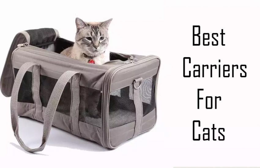Best Carrier for Cats - 5 Best Carriers For Cats