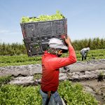 Commercial Farm Worker Job in USA with Visa Sponsorship – APPLY NOW