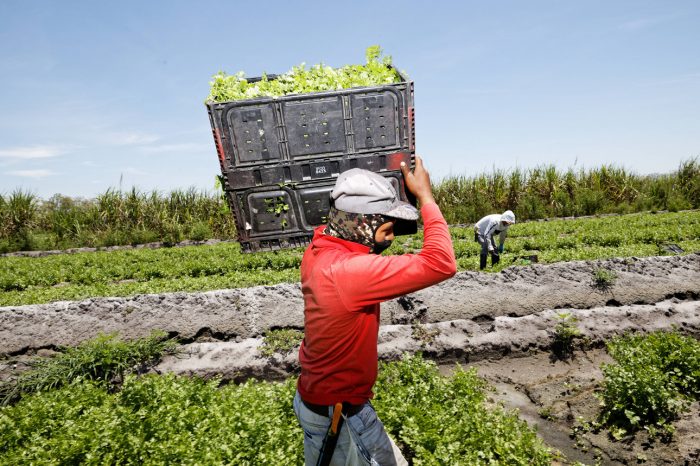 Commercial Farm Worker Job in USA with Visa Sponsorship - APPLY NOW