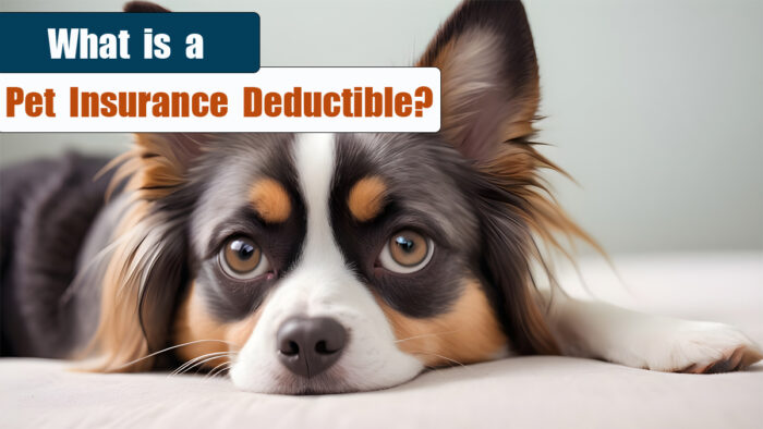 Pet Insurance Deductible: What It Is and How It Works