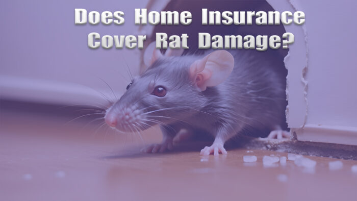 Does Home Insurance Cover Rat Damage?