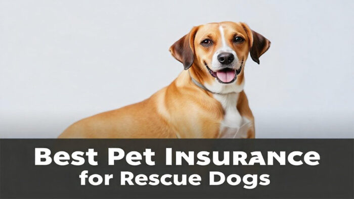 Best Pet Insurance for Rescue Dogs of 2024